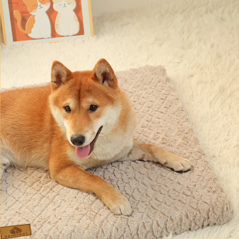 Orthopedic Foam Dog Bed