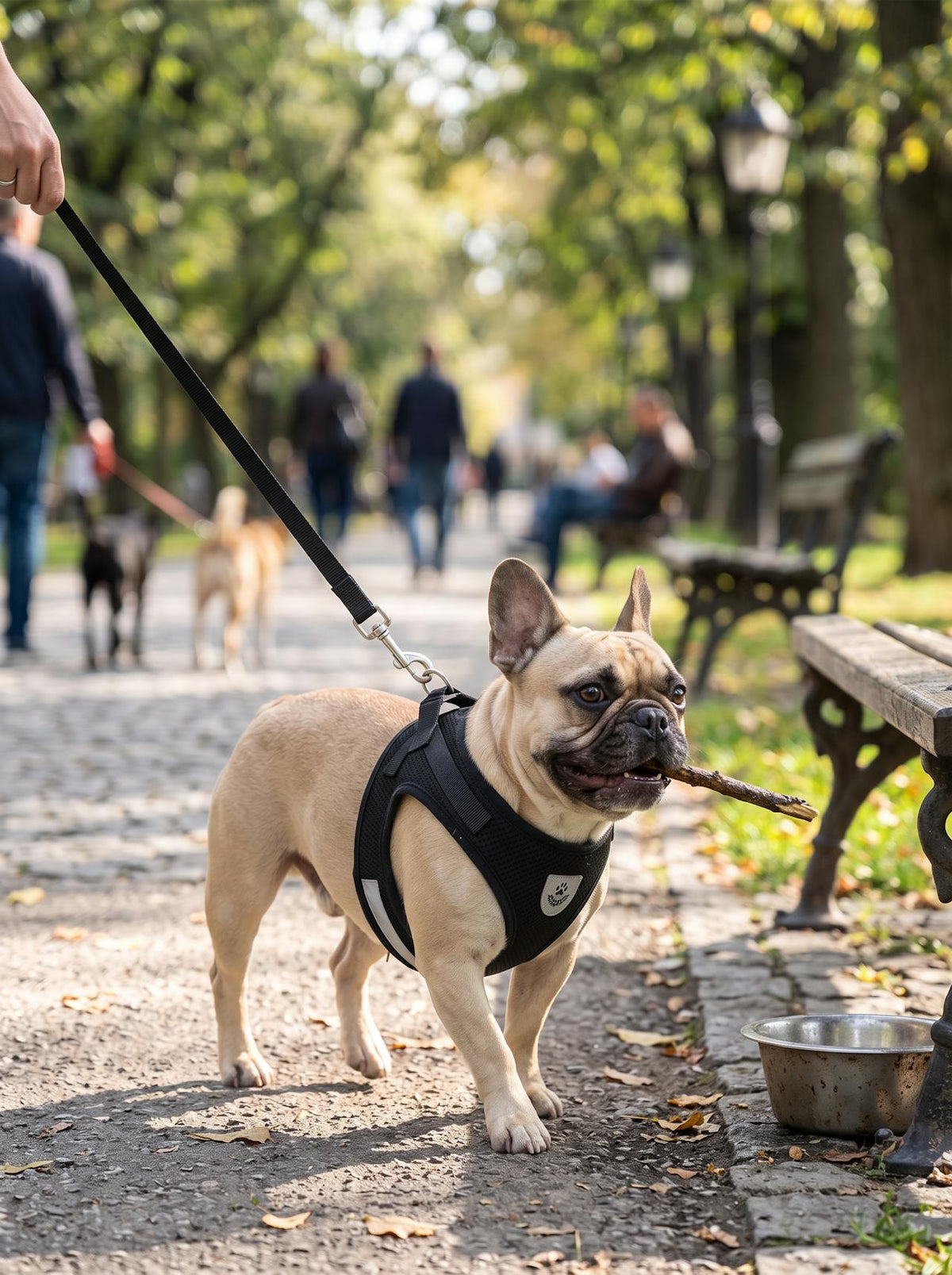 Reflective Mesh Dog Harness lifestyle 2